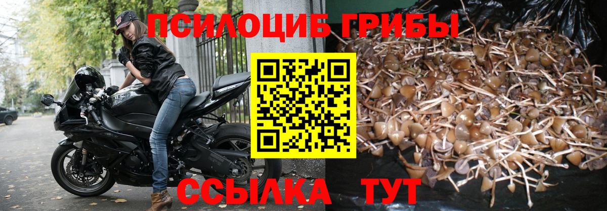где найти наркотики  Вход с VPN  Богородск  Галлюциногенные грибы Cubensis 